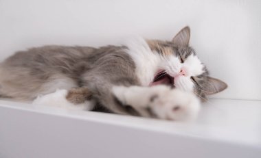 Güzel gri bir kedi beyaz bir masada oturur. Baharı bekliyorum. Kediler iç mekanda. Dünya kedi günü, evcil hayvan günü..