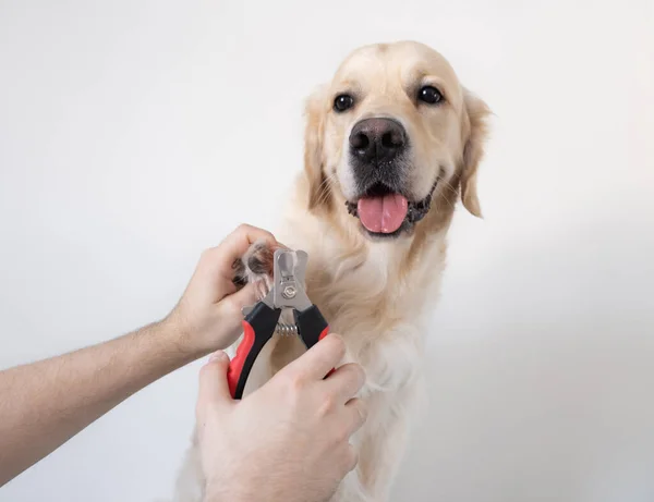 Golden retriever cheap clippers