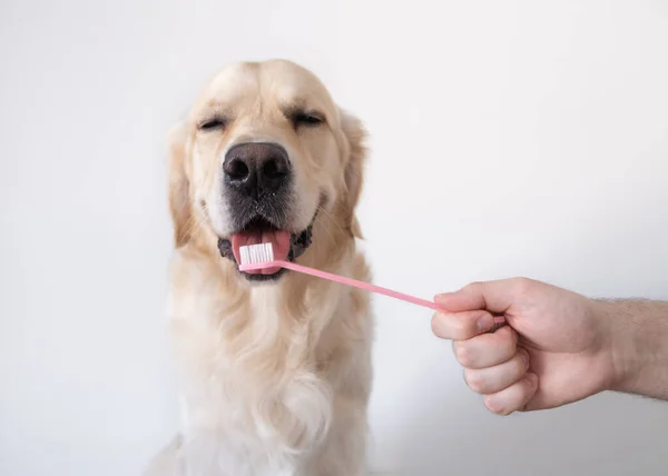 Bir köpeğin dişlerini fırçalamak. Erkek el, hayvan diş fırçasını tutuyor. Hayvan hijyeni kavramı.