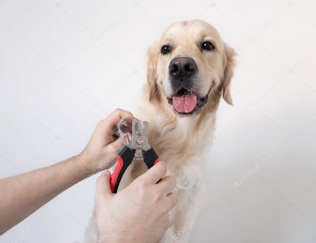 The man's hand cuts the claws of the dog. Golden Retriever makes a manicure for animals. Pet care concept, grooming.