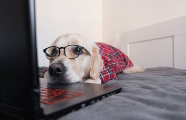 Akıllı köpek bir dizüstü bilgisayar kullanarak çevrimiçi bir proje üzerinde çalışıyor. Gözlüklü ve gömlekli bir golden retriever yatakta yatıyor. Evcil hayvan bakıcısı karantina sırasında evden çalışıyor..