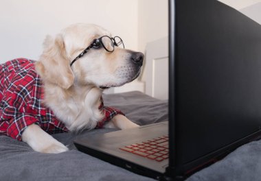 Akıllı köpek bir dizüstü bilgisayar kullanarak çevrimiçi bir proje üzerinde çalışıyor. Gözlüklü ve gömlekli bir golden retriever yatakta yatıyor. Evcil hayvan bakıcısı karantina sırasında evden çalışıyor..