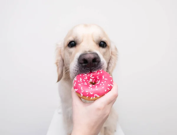 Kızın elleri beyaz arka planda sevimli bir köpeğin gözlerinin yanında taze pembe çörekler tutuyor. Golden Retriever tatlı çörekler yer. Evcil hayvanlar için zararlı yiyecekler.
