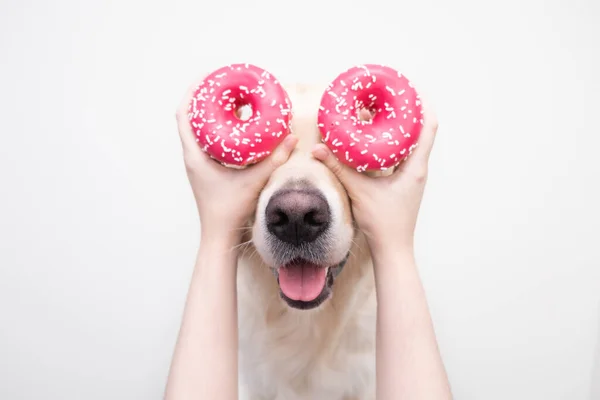 Kızın elleri beyaz arka planda sevimli bir köpeğin gözlerinin yanında taze pembe çörekler tutuyor. Golden Retriever tatlı çörekler yer. Evcil hayvanlar için zararlı yiyecekler.