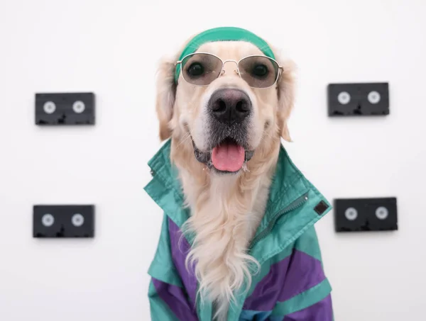 90 'ların spor ceketi ve video kaseti içinde şık bir köpek. Beyaz bir duvara dayanmış gözlüklü bir golden retriever portresi. Moda trendleri, sokak görünüşü. 90 'lara geri dönelim 80' lere.