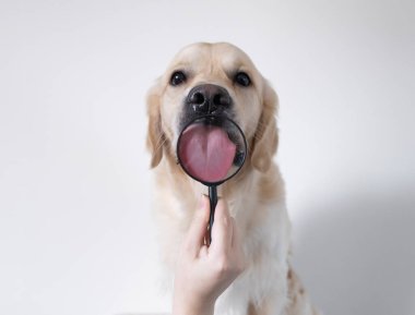 Golden Retriever looks through a magnifying glass. The dog reaches out for knowledge.