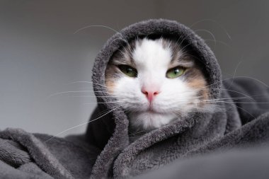 Modern bir yatak odasında gri bir battaniyenin altındaki komik üç renkli kedi. Soğuk havada, evcil hayvan bir battaniyenin altında ısınır. Evcil hayvan dostu ve tımar konsepti.