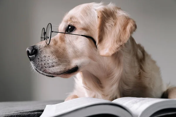 Yuvarlak Gözlüklü Büyük Bir Köpek Kitap Okuyor Golden Retriever Yatağında — Stok fotoğraf