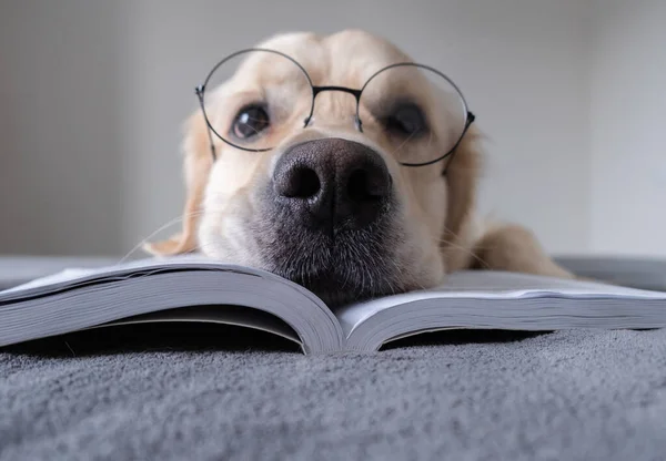 Yuvarlak gözlüklü büyük bir köpek kitap okuyor. Golden Retriever yatağında sınava hazırlanıyor..