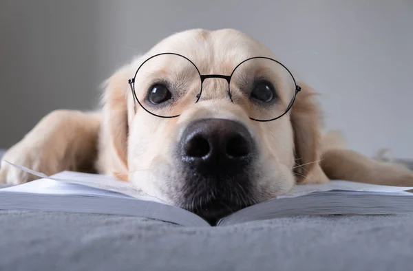 Large Dog Glasses Reading Book Golden Retriever Lying Bed Preparing — Stock Photo, Image