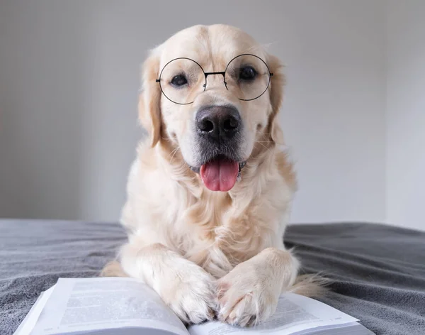 Yuvarlak gözlüklü büyük bir köpek kitap okuyor. Golden Retriever yatağında sınava hazırlanıyor..
