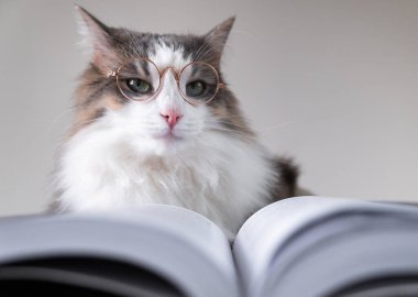 Gözlüklü gri kedi yatakta yatan bir kitabı okur. Akıllı hayvan. Hayvan kütüphanecisi.