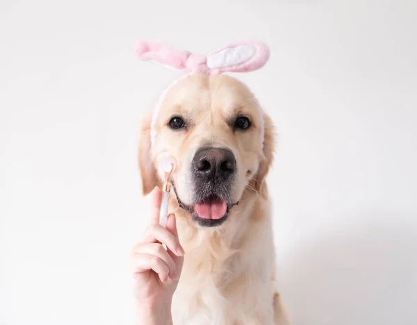 Schönheitshund Mit Rosa Gesichtsmassagerolle Golden Retriever Sitzt Auf Weißem Hintergrund — Stockfoto