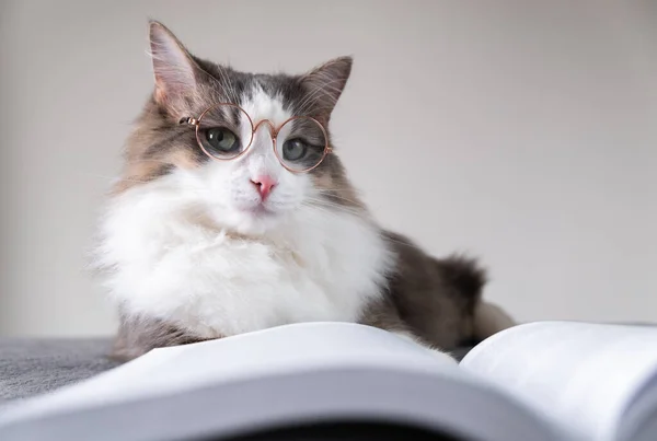 Šedá Kočka Brýlemi Čte Knihu Ležící Posteli Chytré Zvíře Zvířecí — Stock fotografie