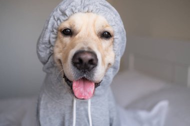 Kapüşonlu gri kazaklı bir köpek. Yatakta oturan elbiseli Golden Retriever.