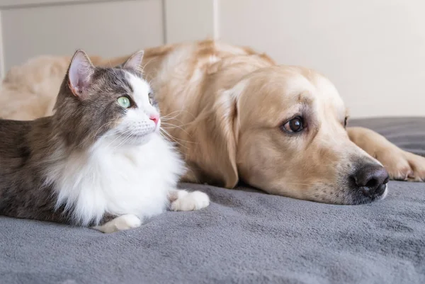 Gri kedi ve köpek golden retriever karyolada birlikte yatıyorlar. birbirleriyle evcil hayvan iletişimi.