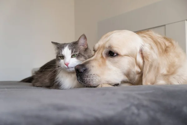 Gri kedi ve köpek golden retriever karyolada birlikte yatıyorlar. birbirleriyle evcil hayvan iletişimi.