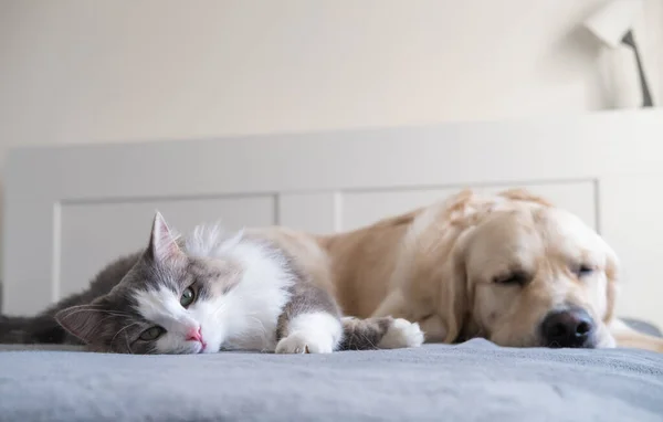 Gato Cinza Cão Golden Retriever Mentir Juntos Berço Comunicação Animais — Fotografia de Stock