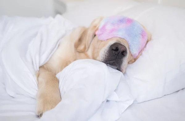 Golden Retriever Dorme Com Uma Máscara Sono Rosa Cão Jaz — Fotografia de Stock