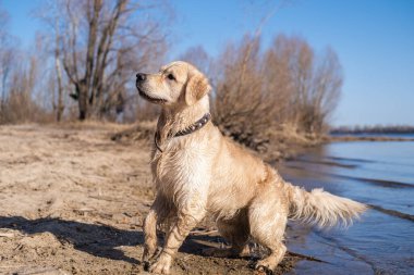 Islak bir Golden Retriever doğada nehir yatağı boyunca yürüyor. Güneşli bir günde suyun yakınındaki kumda bir köpeğin portresi..