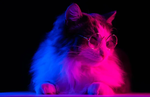 Porträt Einer Grauen Katze Mit Brille Neonlicht Kreative Modische Tierfotografie — Stockfoto