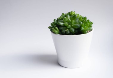 Pencere kenarındaki beyaz tencerelerde sulu. Evde çiçekler var.