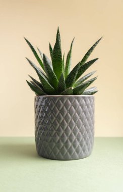 Pencere kenarındaki beyaz tencerelerde sulu. Evde çiçekler var.