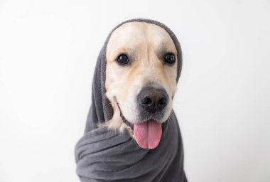 Köpek gri bir battaniyenin altında beyaz bir arka planda oturur. Sıcak yatak odasında bir golden retriever kameraya bakar..