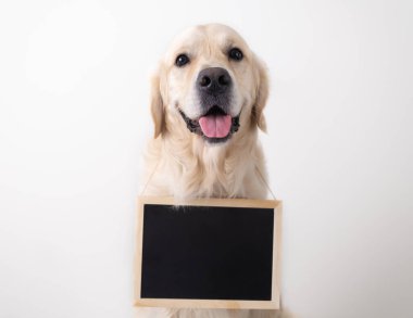 Köpek içinde mesaj olan siyah bir tabela tutuyor. Boş reklam afişi olan Golden Retriever beyaz arka planda oturuyor.