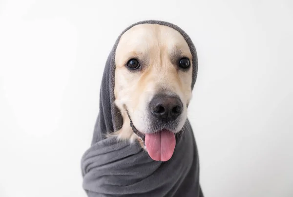 Собака Сидит Белом Фоне Серым Одеялом Золотистый Ретривер Уютной Спальне — стоковое фото