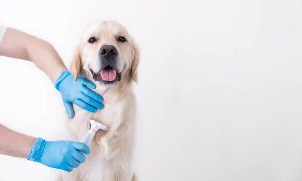 Tıbbi eldivenli erkek eller köpeği tarıyor. Golden Retriever yetiştiriyorum. Ev hayvanı bakımı kavramı.
