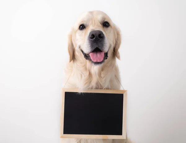 Köpek içinde mesaj olan siyah bir tabela tutuyor. Boş reklam afişi olan Golden Retriever beyaz arka planda oturuyor.