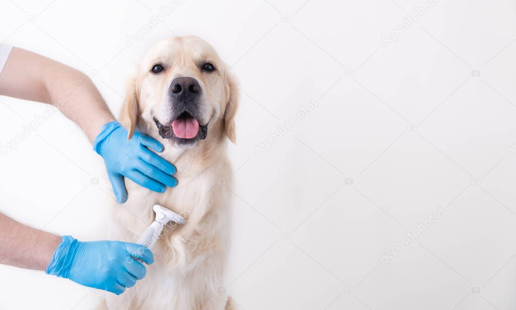 Male hands in medical gloves are combing the dog. Grooming a golden retriever. Home pet care concept.