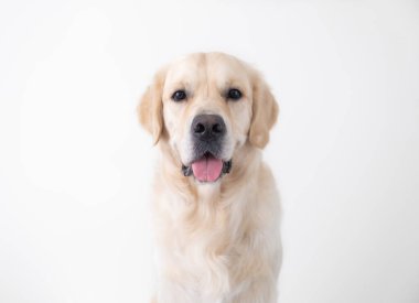 Büyüme çağında büyük güzel bir köpek beyaz bir sandalyeye oturur ve kameraya bakar. Beyaz arka planda Golden Retriever portresi.