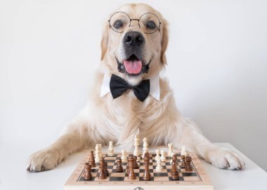 Papyonlu ve yuvarlak gözlüklü bir köpek satranç tahtasının yanında duruyor. Golden Retriever akıllı bir masa oyunu oynuyor. Evcil hayvanlar ve inek kültürü.