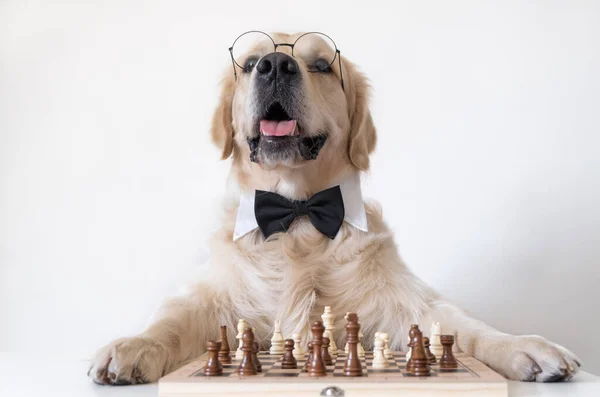 Pies Muszce Okrągłych Okularach Stoi Obok Szachownicy Golden Retriever Gra — Zdjęcie stockowe