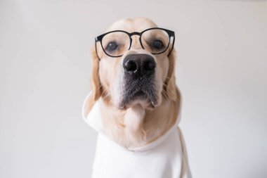 Gözlüklü ve beyaz gömlekli köpek beyaz bir arka planda oturuyor. Programcı ya da öğretmen gibi giyinmiş Golden Retriever.