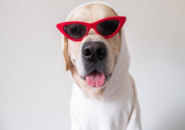 Beyaz süveter ve kırmızı güneş gözlüklü neşeli köpek beyaz arka planda oturuyor. Kağıt, defter ve takvimler için giysili komik golden retriever..