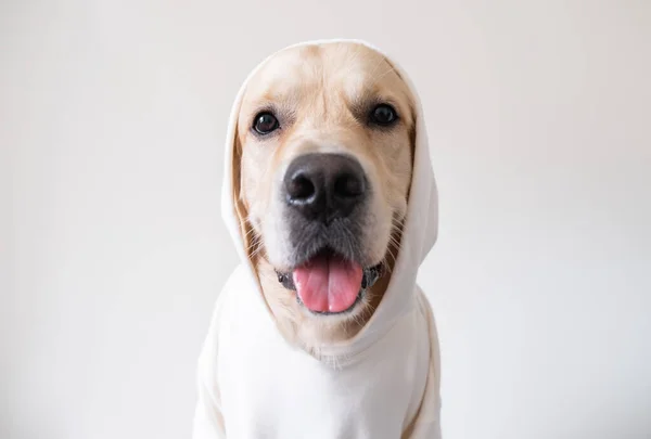 Beyaz Süveterli Neşeli Bir Köpek Beyaz Bir Arka Planda Oturuyor — Stok fotoğraf