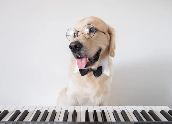 Pianista Okrągłych Okularach Muszce Siedzi Pobliżu Syntezatora Muzyk Golden Retriever — Zdjęcie stockowe