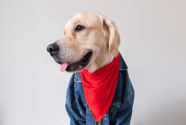 Uroczy Pies Kurtce Jeansowej Czerwoną Bandaną Szyi Siedzi Białym Tle — Zdjęcie stockowe