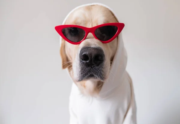 Alegre Perro Suéter Blanco Gafas Sol Rojas Sienta Sobre Fondo — Foto de Stock