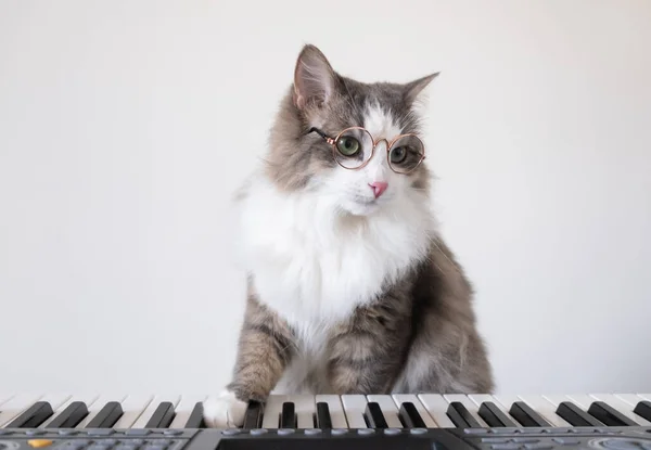 안경을 고양이 피아니스트가 앞발로 누르고 동물의 창의적 — 스톡 사진