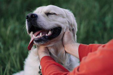 Golden Retriever 'ı olan genç bir adam yaz parkında yürüyüşe çıktı. Erkek eller yeşil çimlerde neşeli bir köpeği okşuyor. Hayvanlarla etkileşim konsepti.