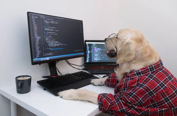 A dog in glasses and a red shirt sits at a computer and writes a program. Golden Retriever dressed as a programmer or teacher. Remote work concept during a pandemic.