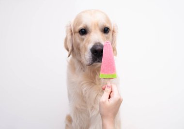 Golden Retriever sıcak mevsimde çubuğun üzerinde buzlu şeker yer. Bir dişi el, bir köpek için dondurma tutar..