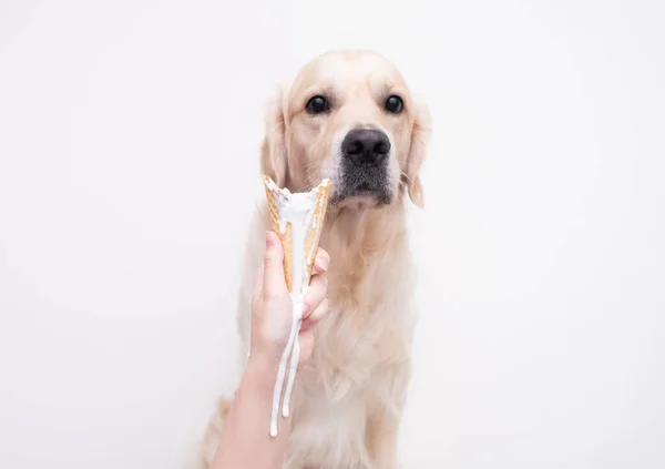 Golden Retriever Eats Melted Ice Cream Cone Female Hand Holds — Stock Photo, Image