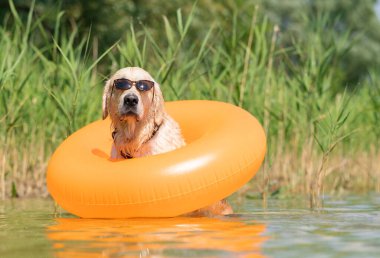 Güneş gözlüklü bir köpek ve şişme bir yüzük nehrin kıyısında oturur. Evcil bir hayvanla komik bir yaz fotoğrafı. Golden Retriever şişme bir yüzükle gölde yüzüyor..