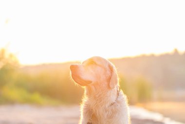 Golden Retriever şafakta gölün kenarında yeşil çimlerde oturur. Yazın köpek nehirde yüzer. Hayvanlarla seyahat kavramı