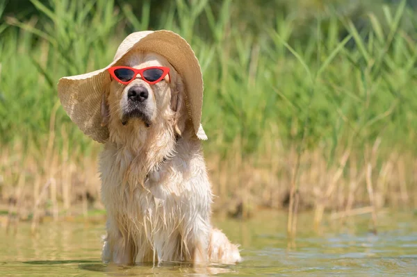 Dog in a straw sun hat and red glasses on the beach. Golden Retriever swims in the river. Local holiday concept with pets